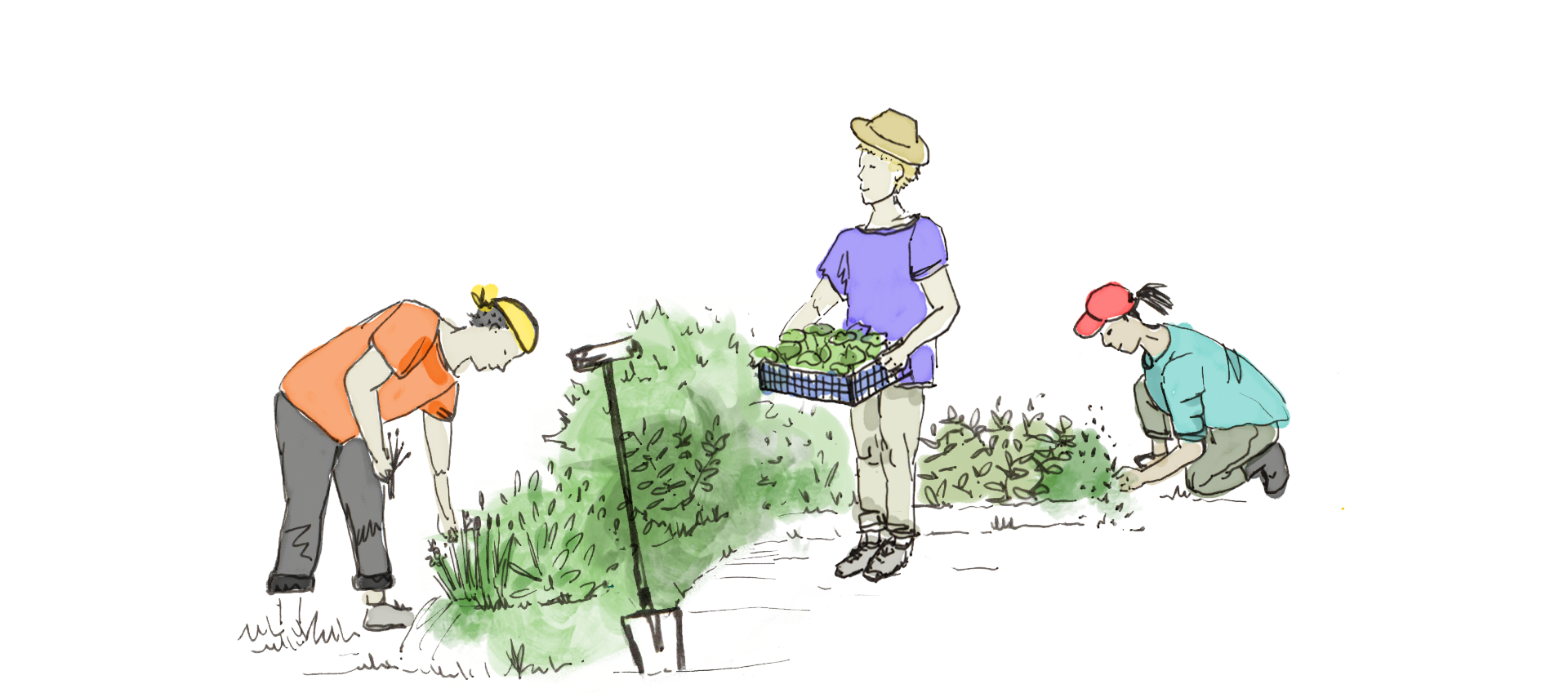 permaculteurs et permacultrices qui jardinent ensemble au jardin