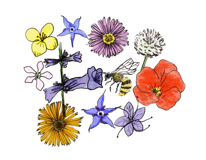 Cours en ligne : potager en permaculture – Les Alvéoles