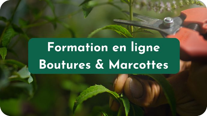 Formation Boutures et marcottes en ligne