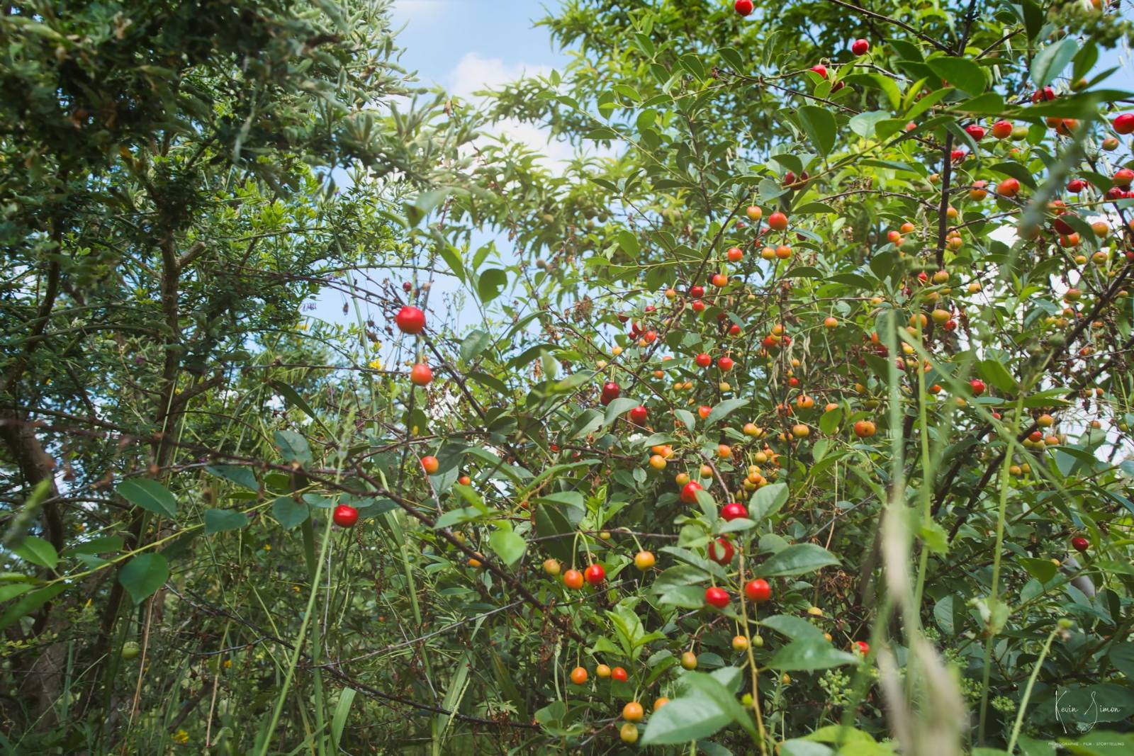 Fruits d’un jardin-forêt