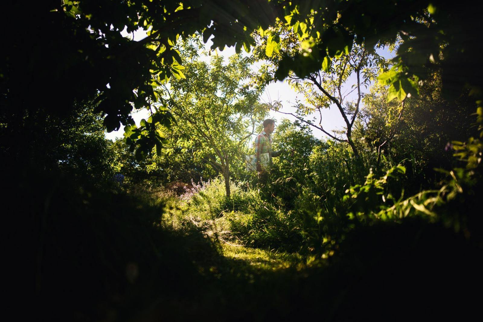 Sous-bois ombragé du jardin-forêt