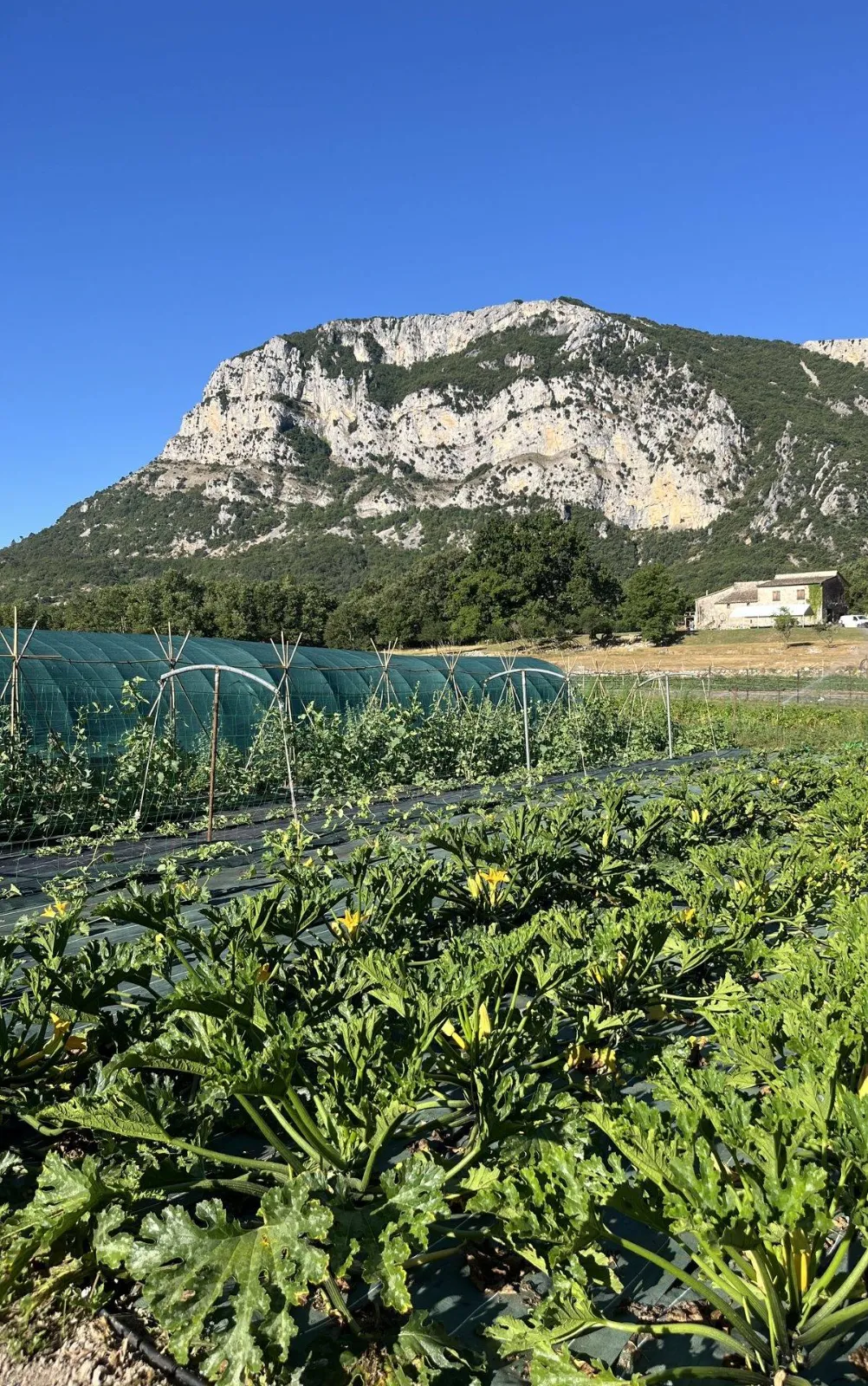 Planches de culture de la ferme Pépite devant une falaise calcaire