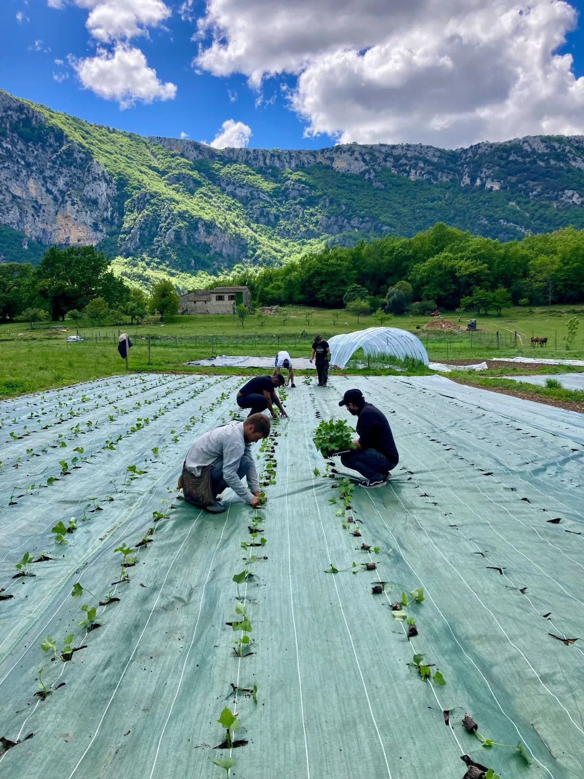 Maraîchage sous paillage à la ferme Pépite, au pied des montagnes des Alpes-Maritimes