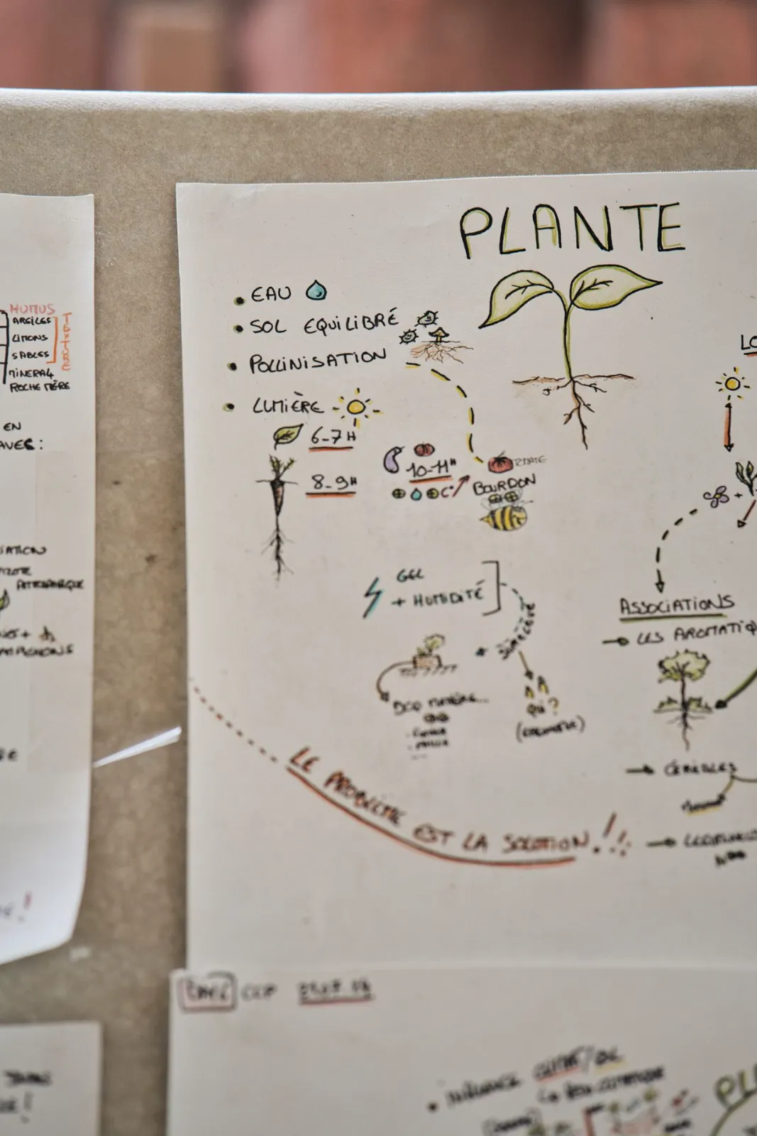 Paperboard du cours détaillant les fonctions d'une plante