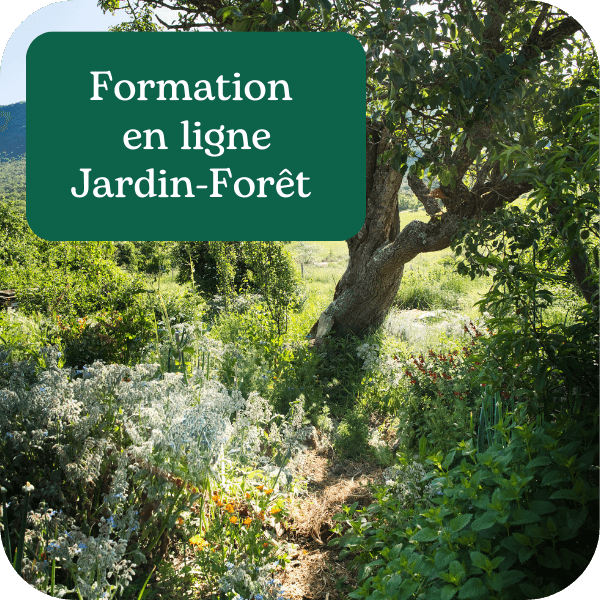 Formation en ligne : Jardin-forêt et Haie fruitière Concevoir un jardin agroforestier, de la haie fruitière au Jardin-Forêt - TARIF : 540 € Conçu comme une ressource complète pour les porteurs de projets désireux de passer à l’action, ou comme un outil de base pour ceux qui souhaitent se lancer, ce cours en ligne associe vidéos, fiches plantes, guildes et guides pratiques. À travers ce pack de leçons vous acquerrez les bases pour développer votre projet et découvrir toutes les possibilités que vous offre un jardin agroforestier.