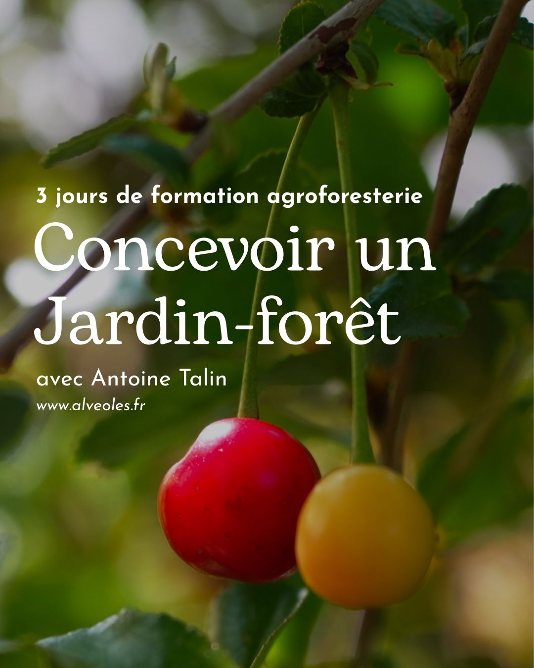 Une formation pour découvrir les plantes et réaliser son jardin foret comestible