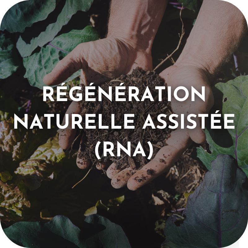 Régénération Naturelle Assistée (RNA)