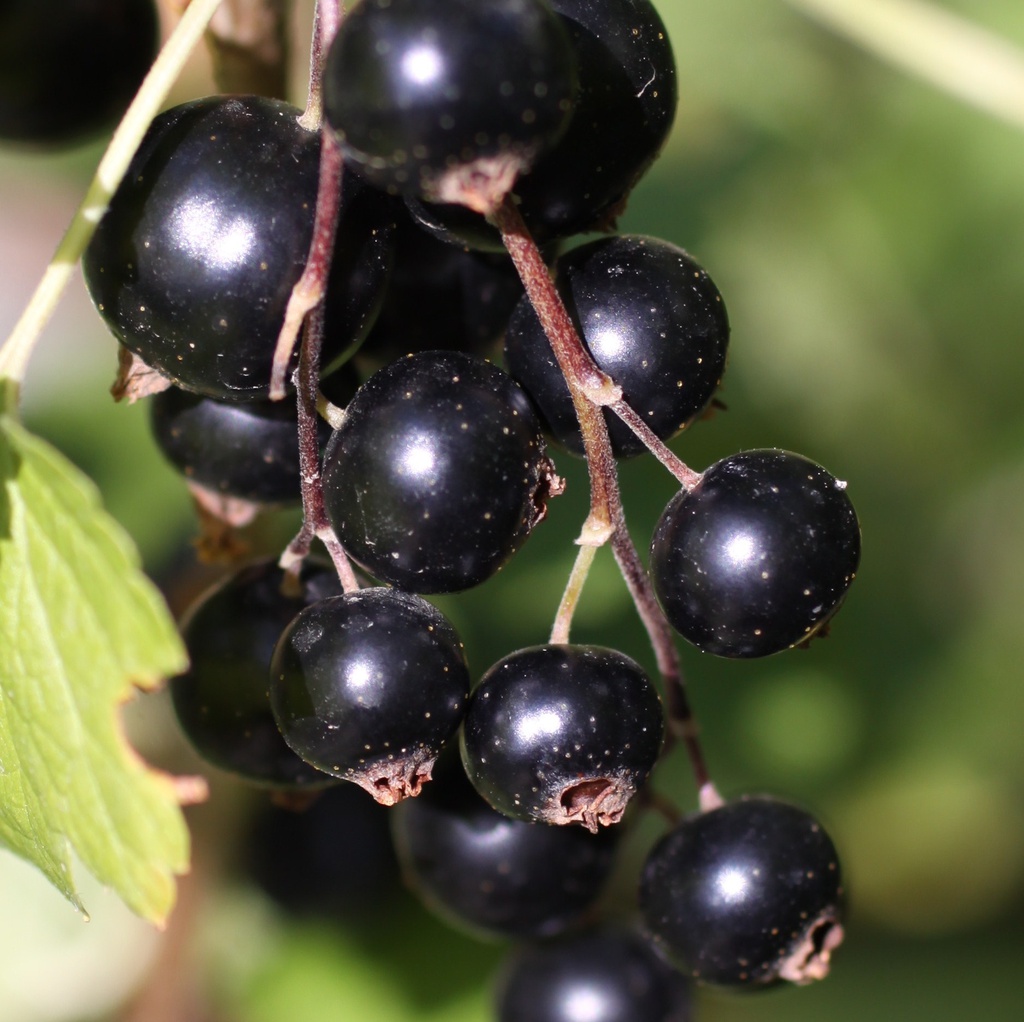 Cassis 'Blackdown' Racines nues