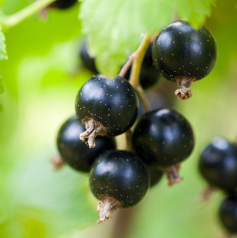 Cassis 'Noir de bourgogne' Racines nues