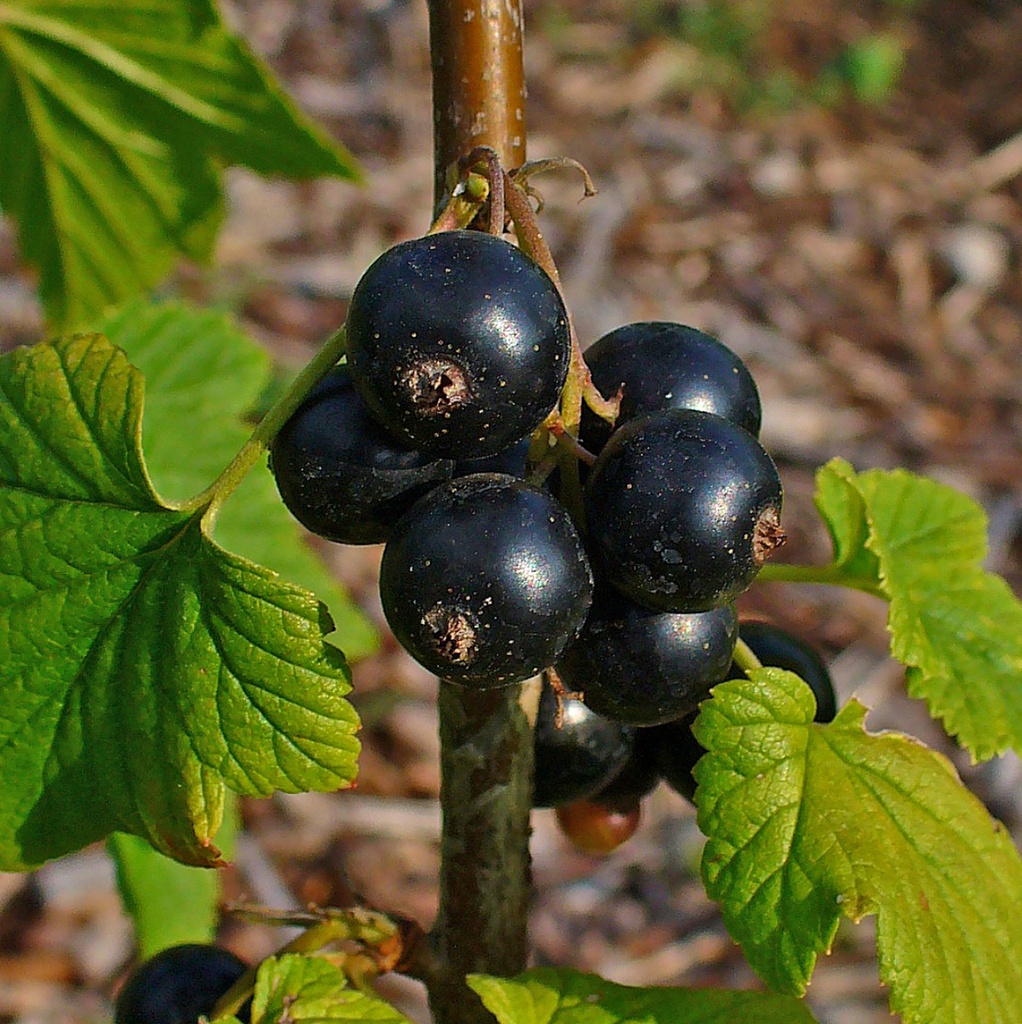 Cassis 'Titania' Racines nues