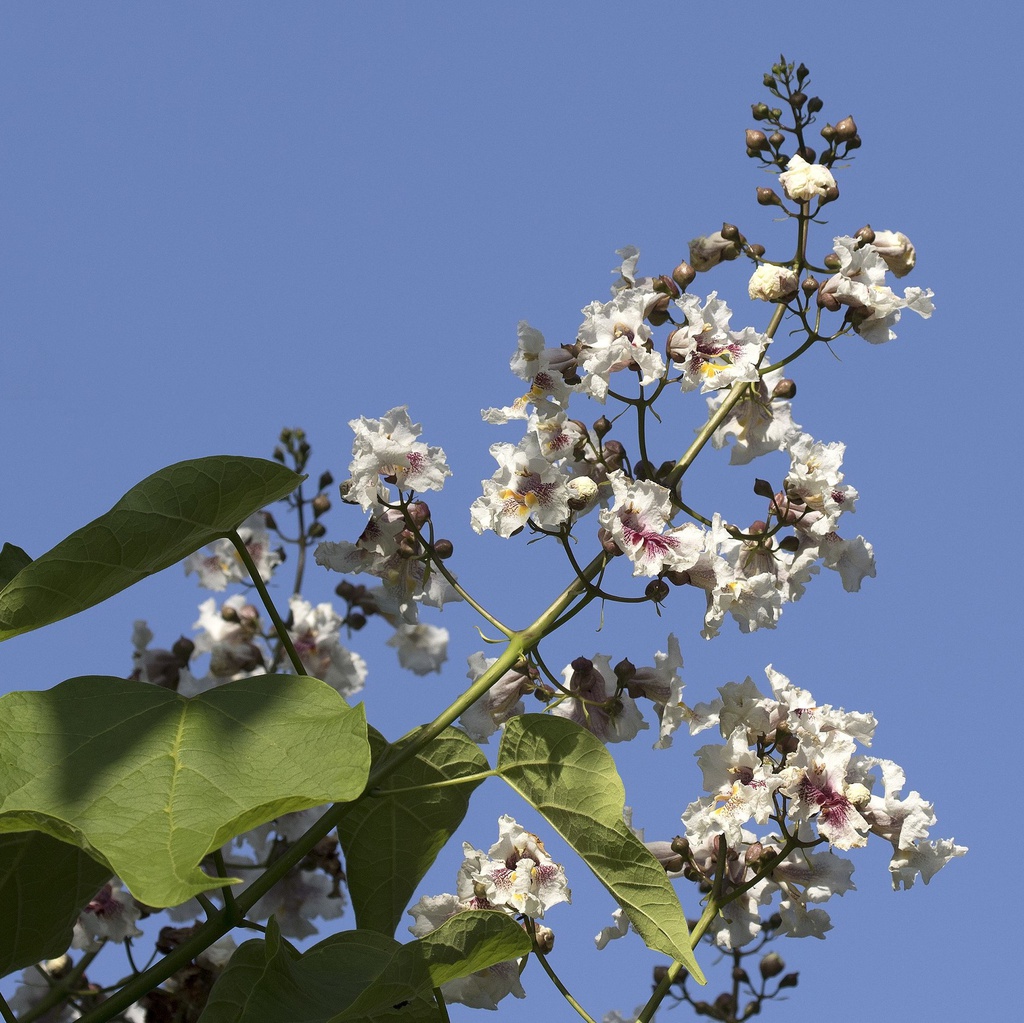 Catalpa Racines nues