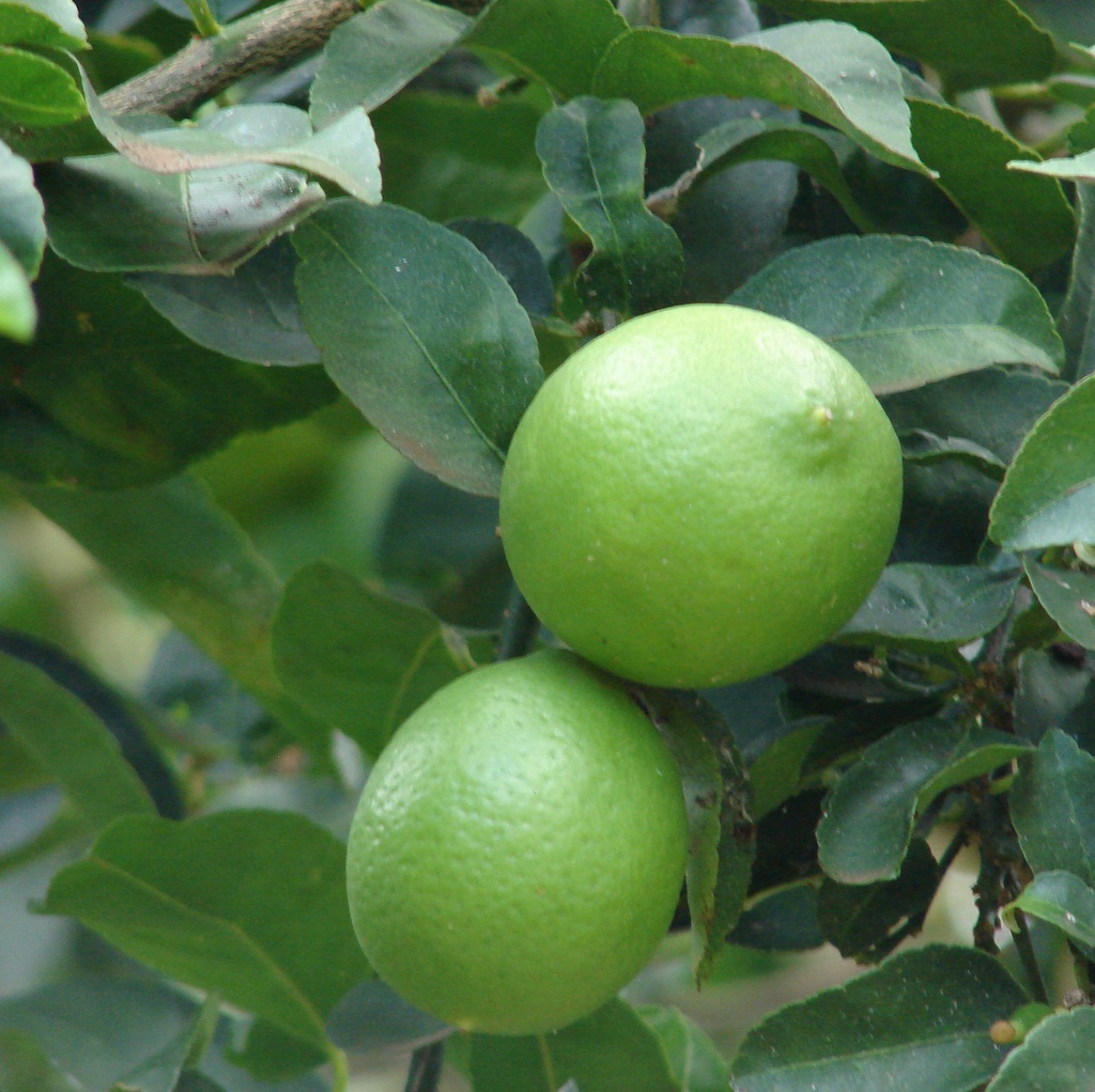 Citronnier lime vert de tahiti Pot 3L
