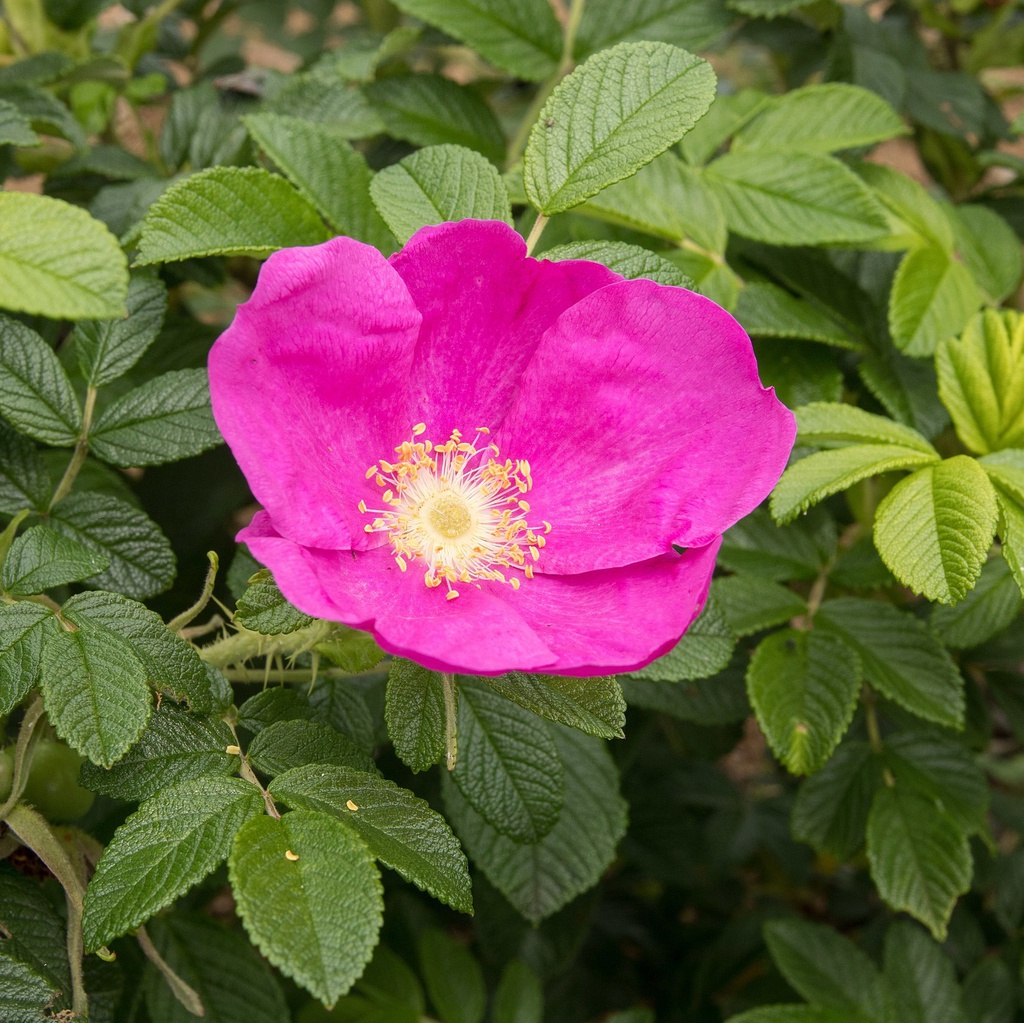 Rosier rugueux rouge 'Rubra' Racines nues