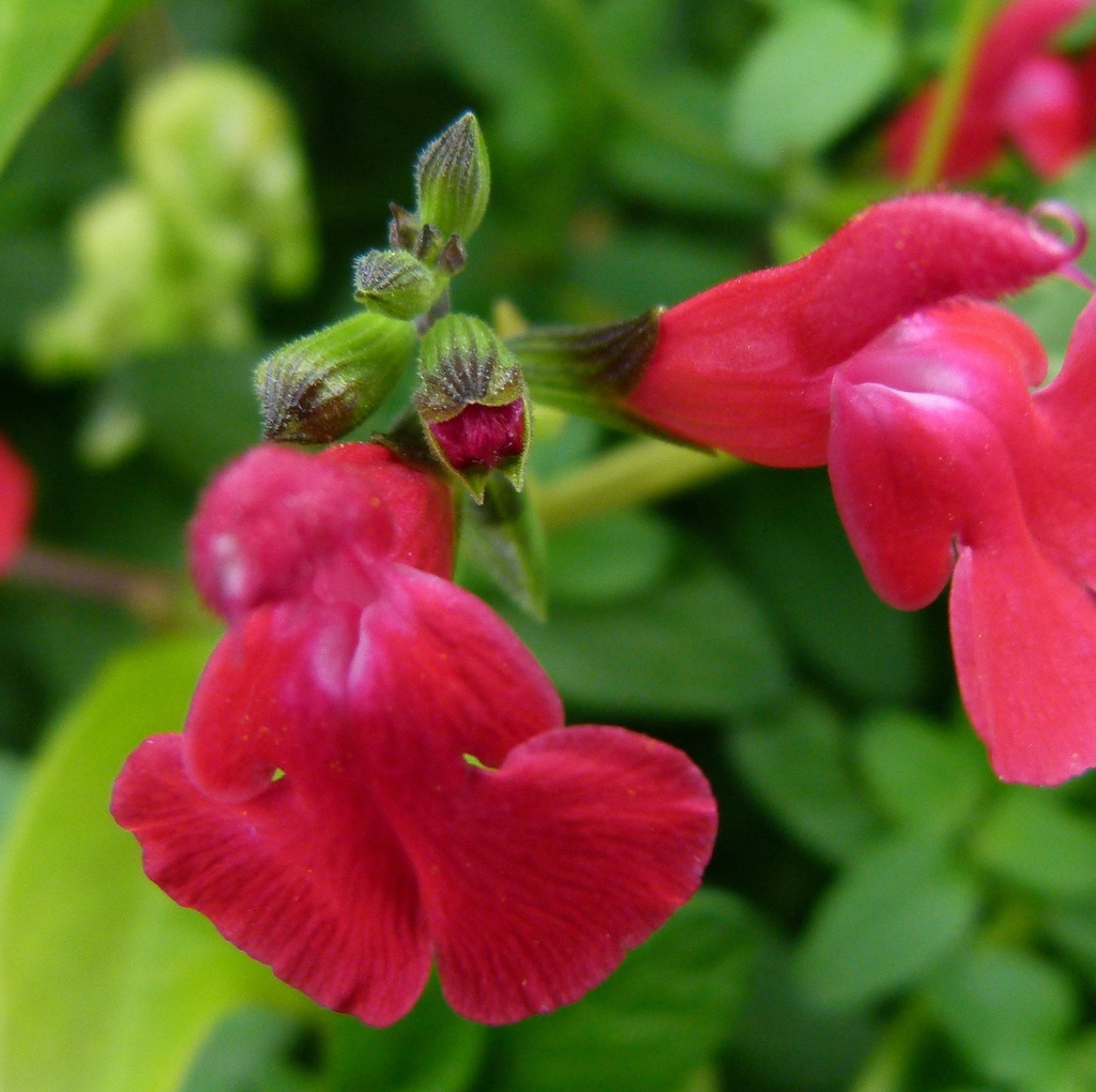 Sauge à petite feuille a fleur rouge Pot 1,3L