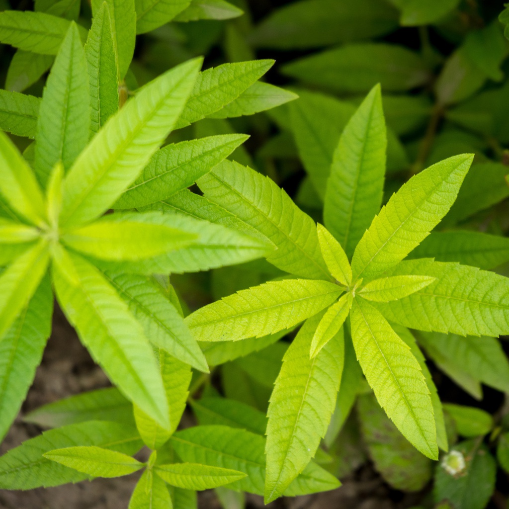 Verveine citronnée Pot 3L