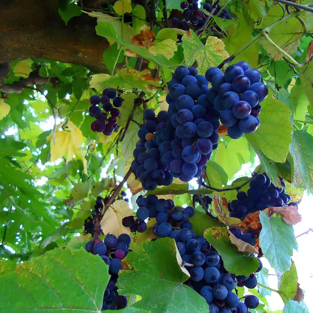 Vigne Américaine 'Othello' Pot 3L