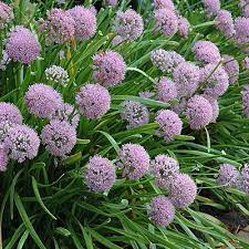 Ail des Montagnes Pot 3L