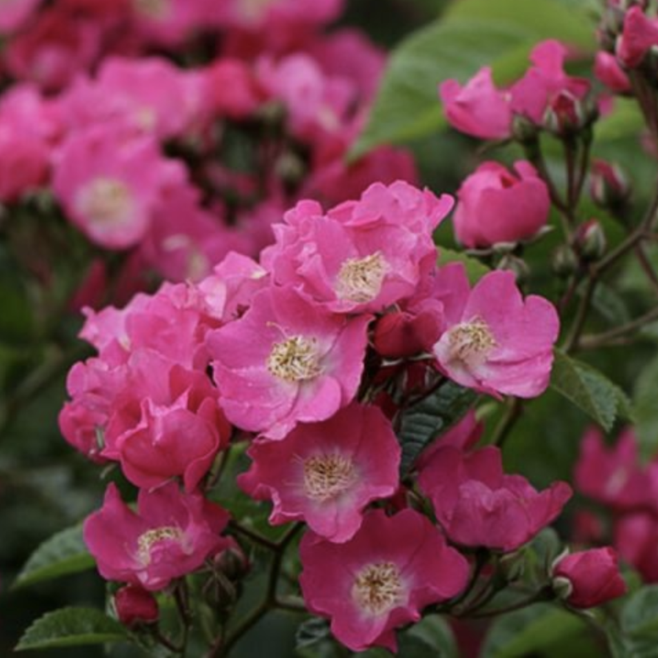 Rosier multifleurs grimpant 'Maria Lisa' Pot 3L