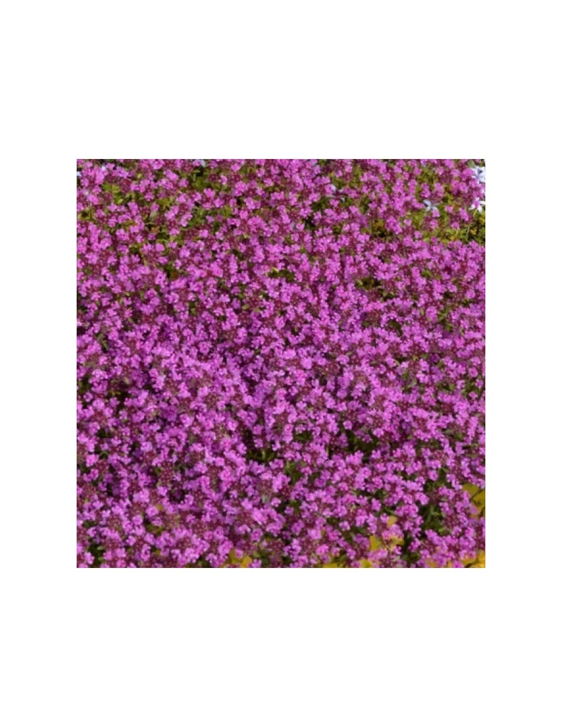 Thym précoce rouge magenta Pot 3L