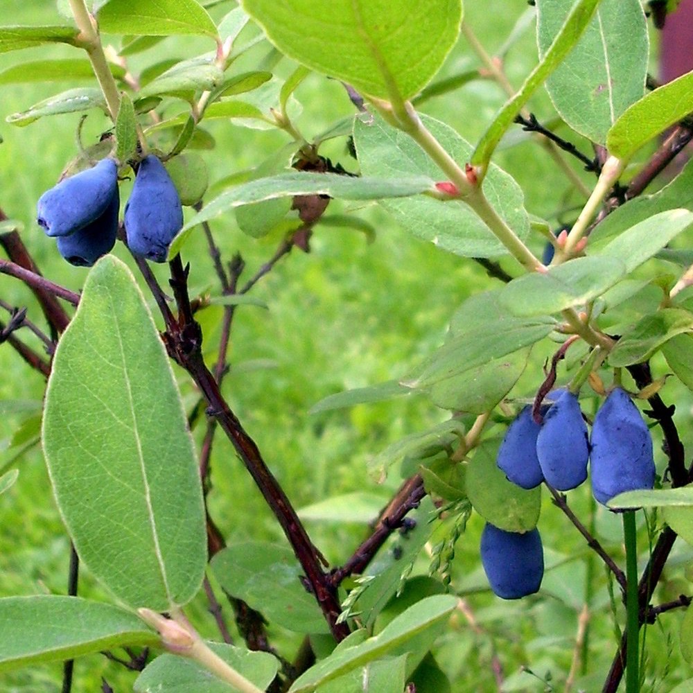 Baie de Mai 'Duet' Pot 3L