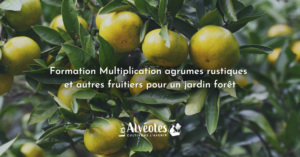 Formation Multiplication agrumes rustiques et autres fruitiers pour un jardin forêt