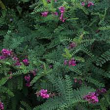 Indigotier 'gerardiana' Pot 2L