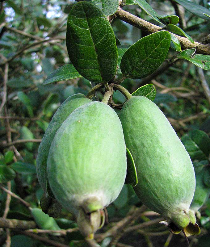 Goyavier du Brésil/Feijoa 'Mammoth' Pot 3L