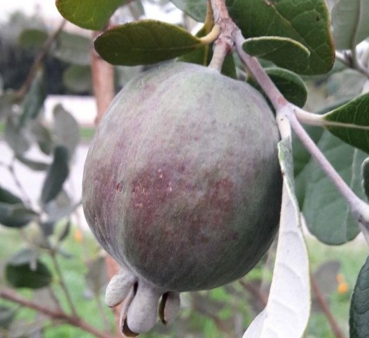 Goyavier du Brésil/Feijoa 'Apollo' Pot 3L