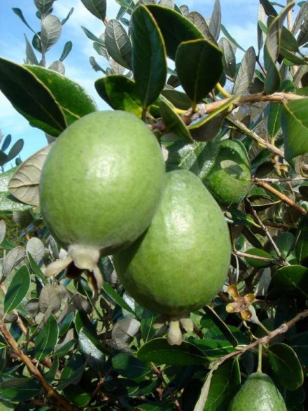 Goyavier du Brésil/Feijoa 'Gemini' Pot 3L