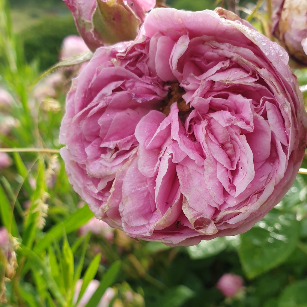 Rosier 'Baptistine' pot 3L