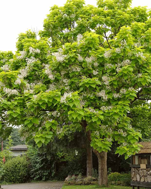 Catalpa Racines nues Grand Sujet