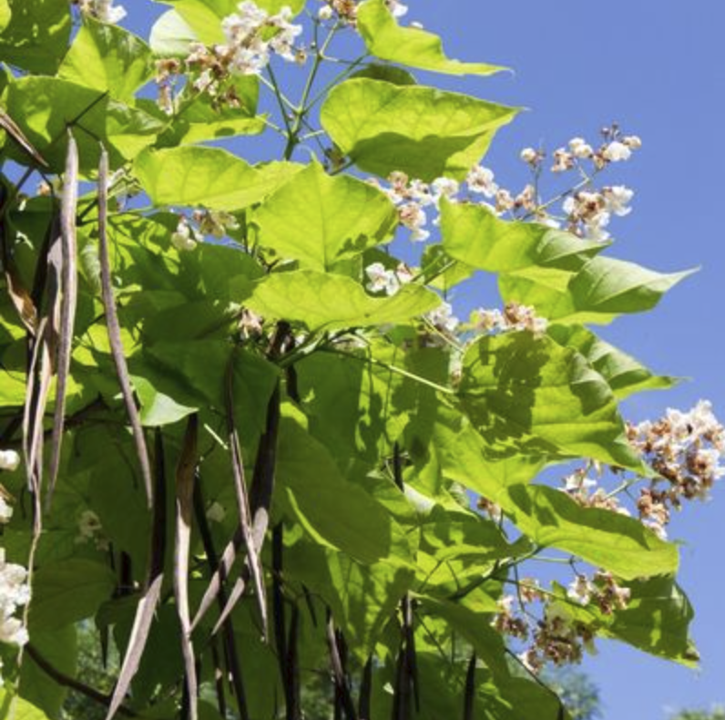 Catalpa Racines nues Grand Sujet