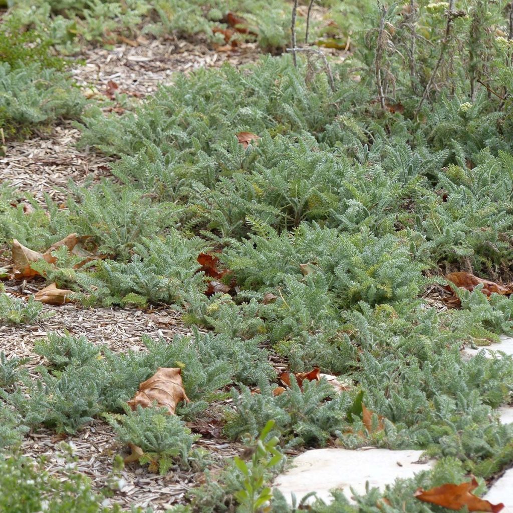 Achillée crithmifoliae pot 1L