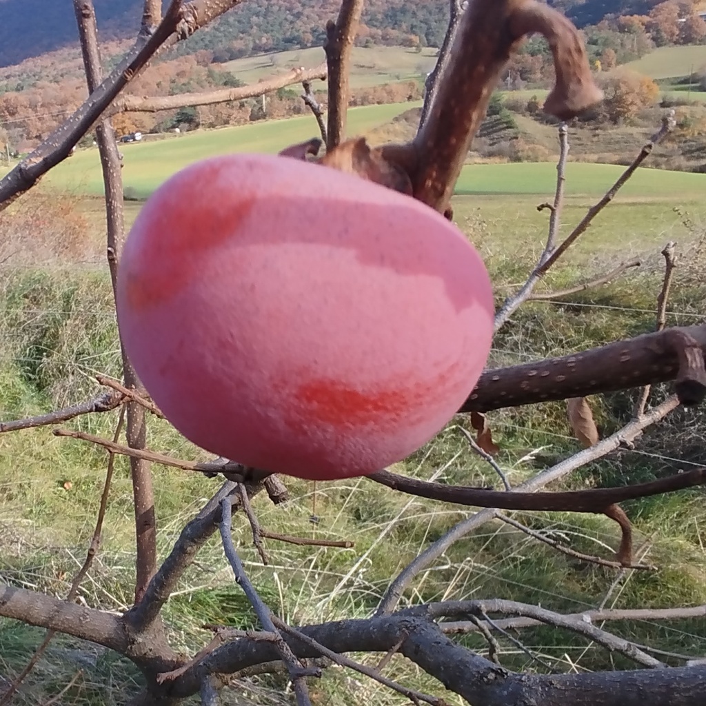 Plaqueminier (kaki) 'Nikita's gift' /Lotus Racines nues / Inférieur à 1m