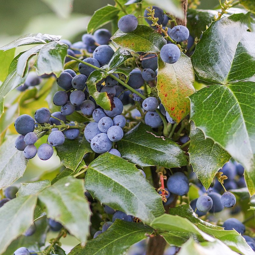 Mahonia à feuille de houx Pot 3L