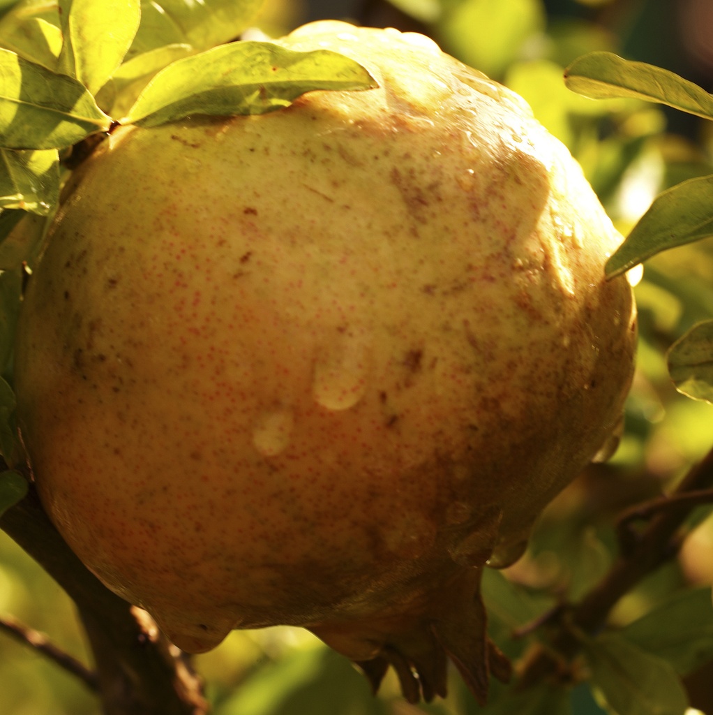 Grenadier 'hydronar x goulosha’ Pot 3L