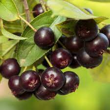 Aronia 'Hugin' Pot 3L