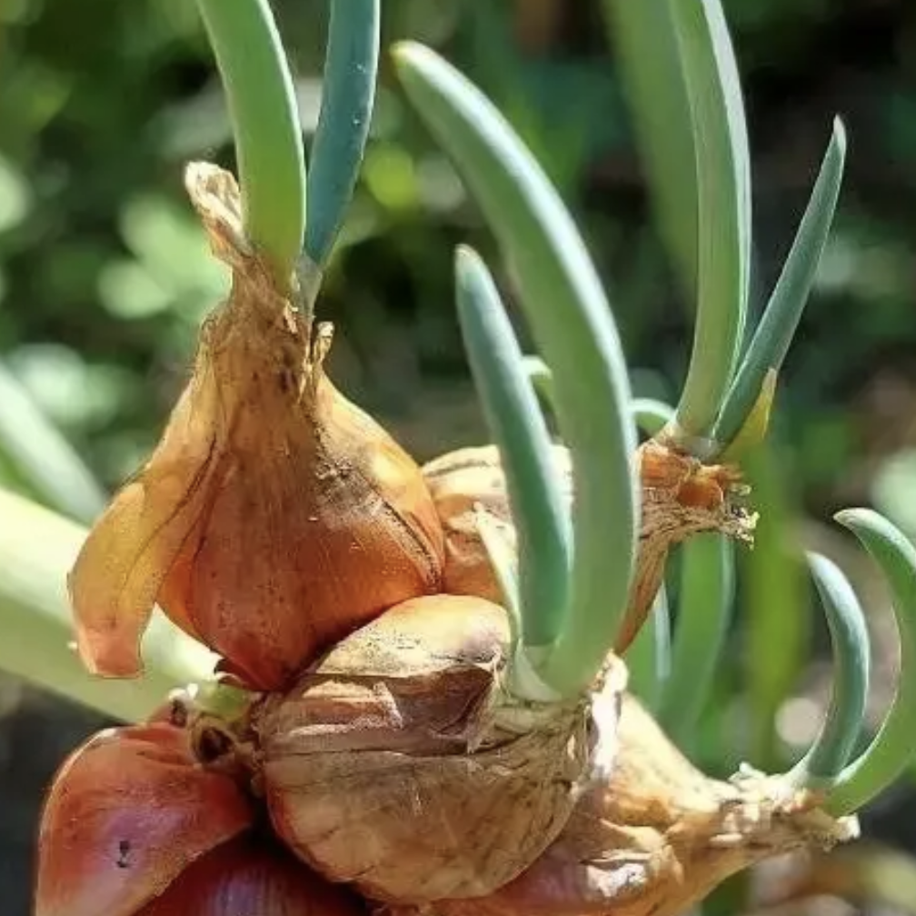 Oignon rocambole Pot 1L