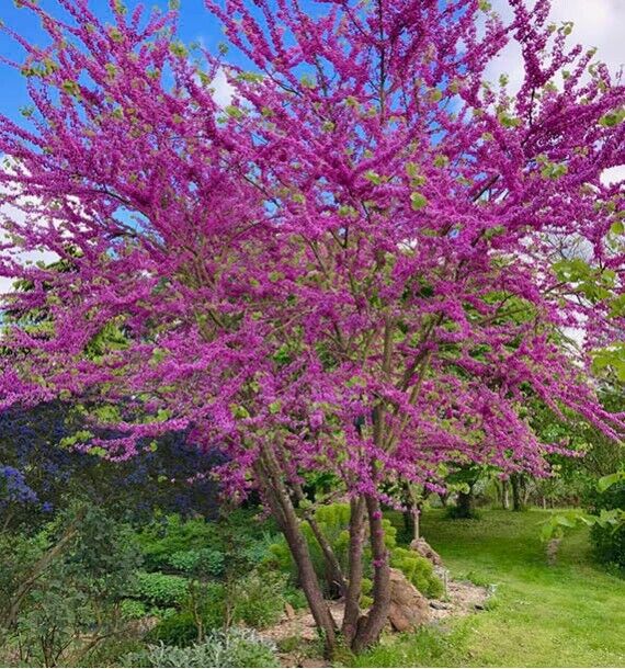 Arbre de Judée Racines nues / Supérieur à 1,5m