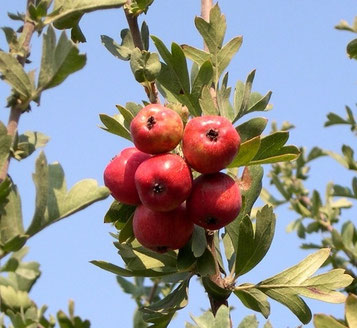 Azérolier Rouge / Aubépine / Racines nues