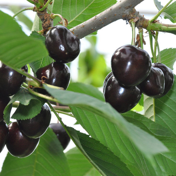 Cerisier 'noire de Meched' / Ste Lucie Racines nues