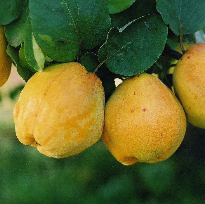 Cognassier 'Aromatnaya'/ Cognassier BA29  Racines nues