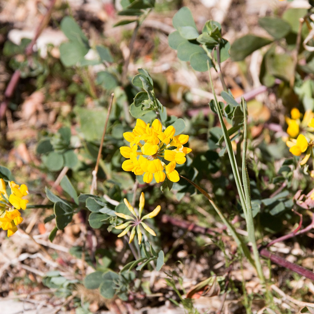Coronille glauque 'Glauca’ Racines nues / Inférieur à 1m