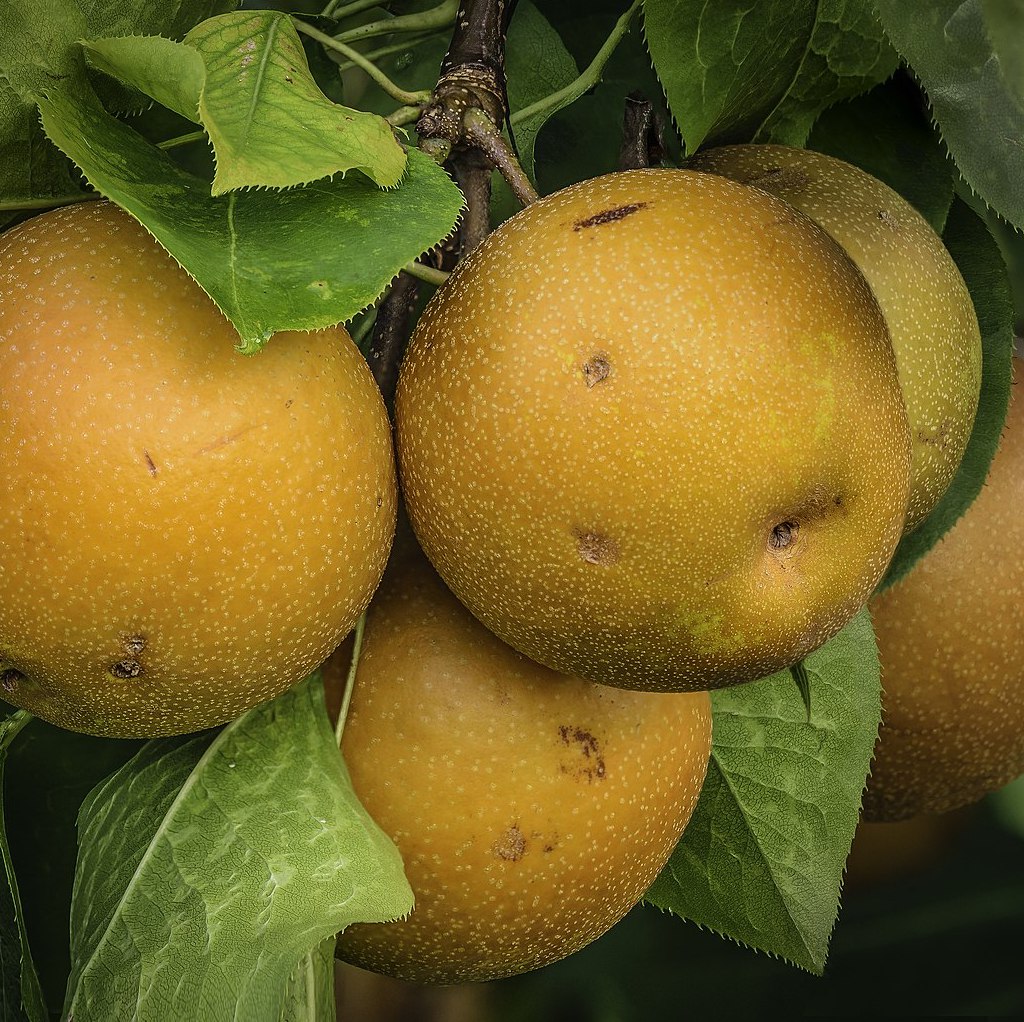 Nashi 'Ya Li' / Farold 87 Racines nues