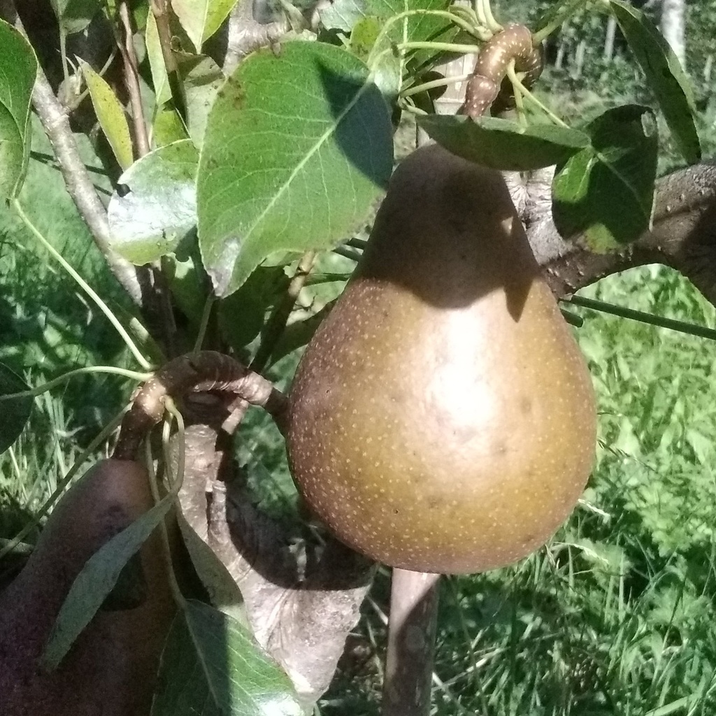 Poirier 'Beurré clairgeau' / Farold87 Racines nues