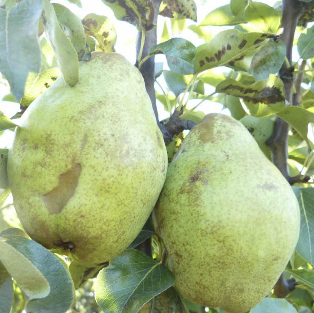 Poirier 'Beurrée Bosc'/ OHF87 Racines nues