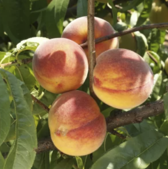 Pêcher 'Mayflower' / Montclar Racines nues / Inférieur à 1m