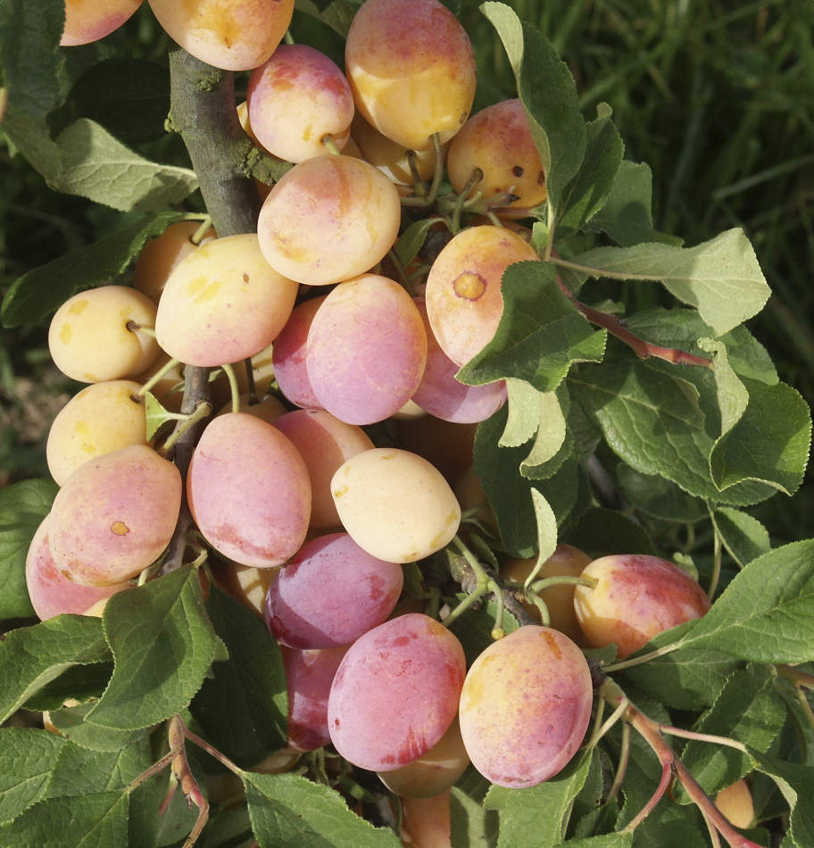 Prunier 'Caprane' / Saint Julien Racines nues