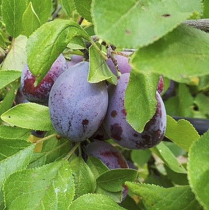 Prunier 'Chirquity' / Saint Julien Racines nues / Inférieur à 1m