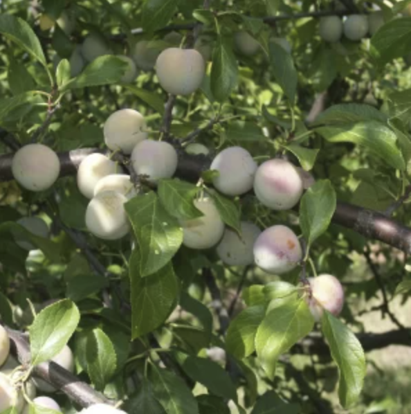 Prunier 'De Vars' / Saint Julien Racines nues / Inférieur à 1m